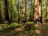 Montgomery Woods 007